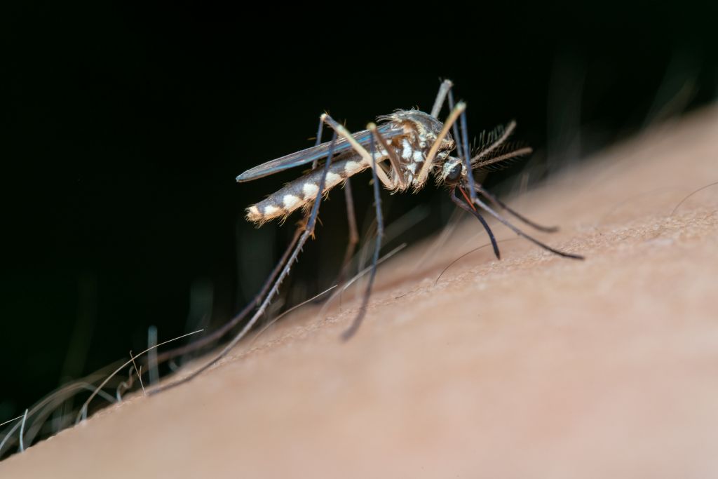 Sanidad confirma un caso leve de fiebre del Nilo occidental en humano en Aznalcázar 